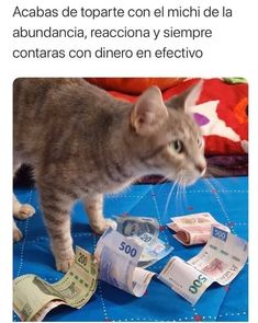 a cat standing on top of a table next to money