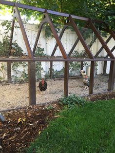 two chickens in a fenced off area