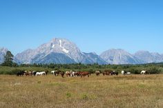 a herd of horses grazing in an open field with mountains in the background