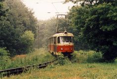 a red and white train traveling through a lush green forest filled with lots of trees