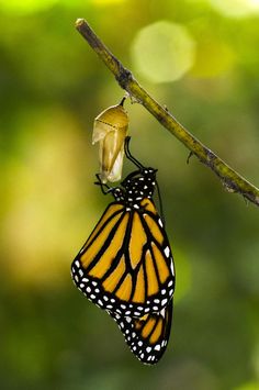 a yellow and black butterfly hanging from a tree branch