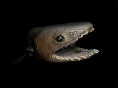 a shark with its mouth open and green eyes