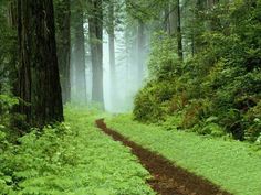 a dirt road in the middle of a forest with trees and grass on both sides