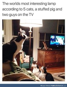 two cats sitting on top of a couch in front of a tv and one cat looking at the television