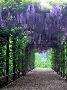 an archway covered in lots of purple flowers next to a forest filled with green trees