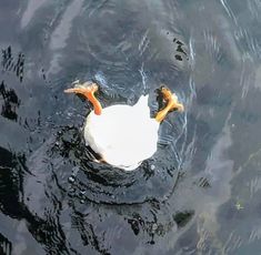 a white duck floating on top of a body of water