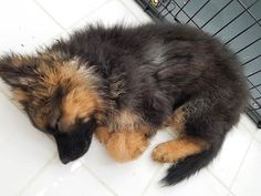 a puppy sleeping on the floor next to a cage