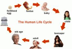 the human life cycle is shown with pictures of people and their babies, including an infant