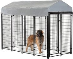 a large brown dog standing in front of a metal cage with a cover over it