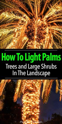 a palm tree with lights on it and the words how to light palms trees and large shrubs in the landscape