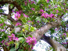 purple flowers growing on the branches of a tree