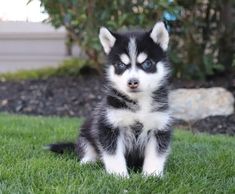 a black and white husky puppy sitting in the grass looking at the camera with blue eyes