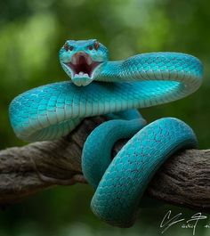 a blue snake with its mouth open on a branch