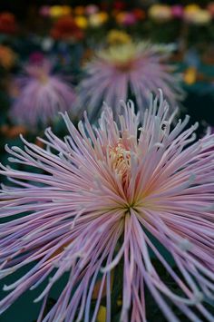 the large flower is pink and white in color