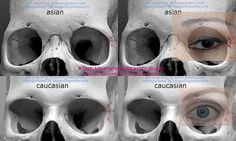 four different views of the human skull with various parts labeled in red and white text