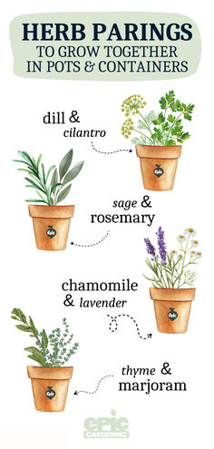 An infographic of different herbs that are paired together in pots