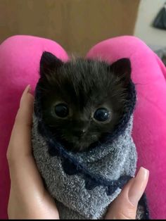 a small kitten is wrapped in a blanket and being held by someone's hand