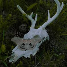 an animal skull with antlers on it is laying in the grass next to pine cones