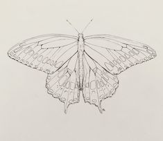 butterfly sketch layered with ink outlining Butterfly Sketch Realistic, Single Line Butterfly Drawing, Butterfly Reference Drawing, Buterfluffy Sketch, Butterfly Ink Drawing, Aesthetic Butterfly Sketch, Sketching Butterflies, Butterfly Drawing Aesthetic, Moth Sketch