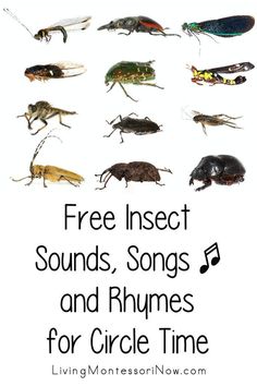 the words free insect sounds, songs and rhymes for circle time are shown