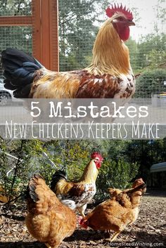 chickens and roosters standing in the dirt with text overlay that reads, 5 mistakes new chickens keepers make