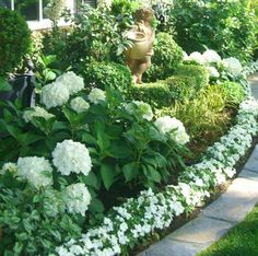 a garden with white flowers and green bushes