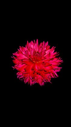 a large red flower on a black background