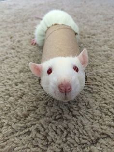 a small white rat is sitting on the carpet