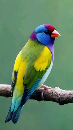 a colorful bird sitting on top of a tree branch