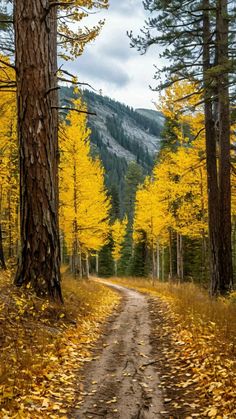 a dirt road surrounded by trees with yellow leaves on the ground and mountains in the background