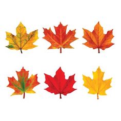 four different colored maple leaves on a white background