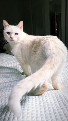 a white cat standing on top of a bed