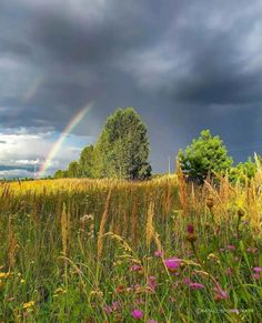 a rainbow shines in the sky over a field with wildflowers and trees