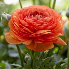 an orange flower with green leaves in the background