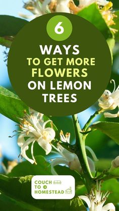 white flowers with green leaves and the words 6 ways to get more flowers on lemon trees