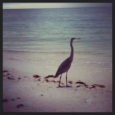 a large bird standing on top of a sandy beach next to the ocean's edge