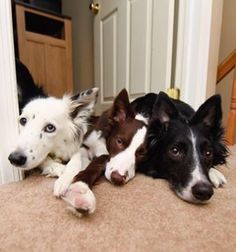 three dogs are laying on the floor next to each other and looking at the camera