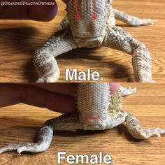 an image of a stuffed animal with the words male and female