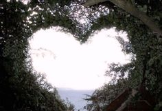 a large heart shaped tree in the middle of a forest