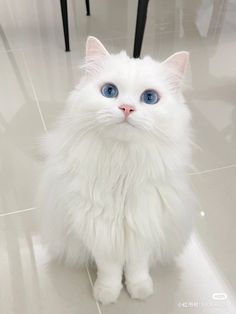 a white cat with blue eyes sitting on the floor