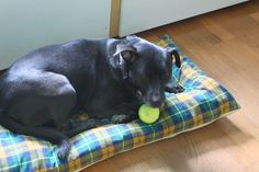 a large black dog laying on top of a green and yellow pillow with a frisbee in it's mouth