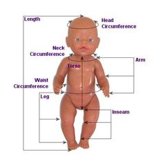 an image of a baby's body and parts labeled