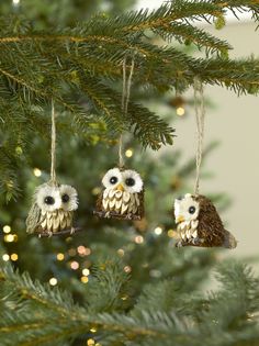 three owls are hanging from the branches of a christmas tree