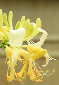 yellow and white flowers are blooming on a tree