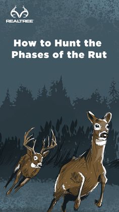 two deer running through the woods with text overlaying how to hunt the phases of the