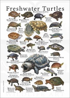 a poster with different types of turtles on it's back and front sides, including the