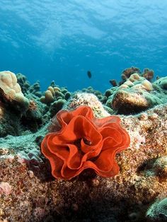 an orange coral on the bottom of a reef with blue water in the back ground