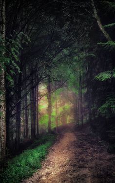 a dirt road in the middle of a forest with trees and grass on both sides