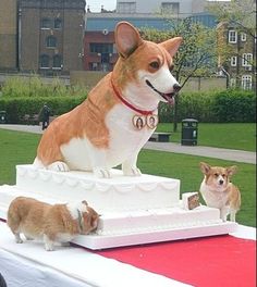 two corgi dogs standing on top of a cake in the shape of a dog