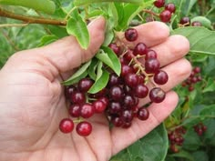 a person holding berries in their hands on a tree branch with green leaves and red berries